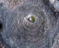 Rattlesnake Lake stump