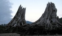 Rattlesnake Ledge stumps