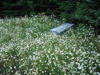 Rattlesnake Mountain east lookout bench