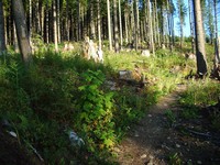 Rattlesnake Mountain trail August
