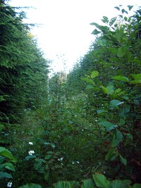 Rattlesnake Mountain trail August