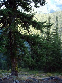 Rock Lake trail August