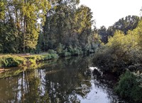Sammamish River