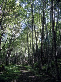 Snooka Creek west viewpoint trail