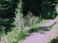 Snow Lake trail July