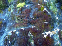 Snow Lake trail moss