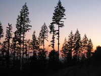 South Tiger Mountain trees