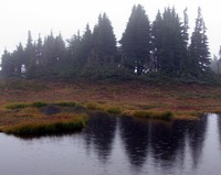 Spray Park pond and trees