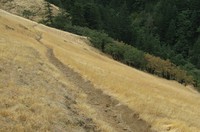 Starvation Creek ridge trail