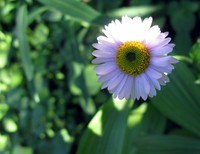 Summerland trail wildflower