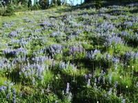 Sunrise Mt Rainier wildflowers