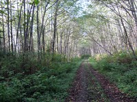Taylor Mountain road