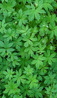 Taylor Mountain spring leaves