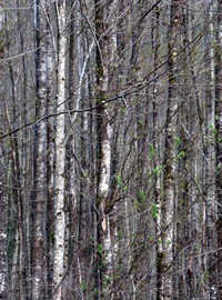 Taylor Mountain trees