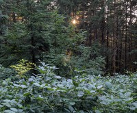 The Forest Has An Idea