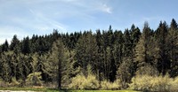 Willapa trees