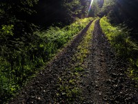 a Tiger Mt road in an alien season