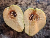 apparently a partridge