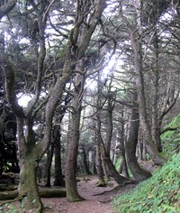 back of Shi Shi Beach