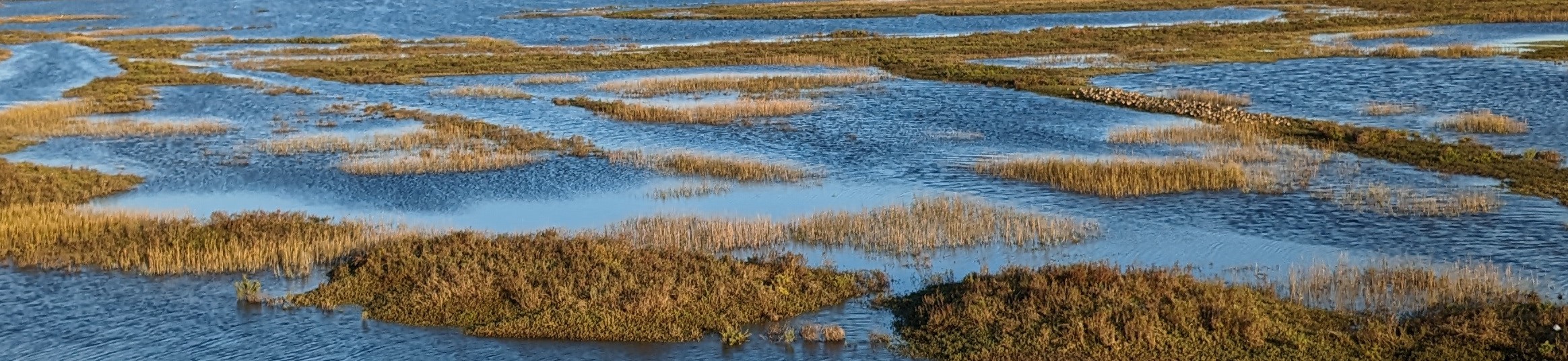 Boca Chica grassy water