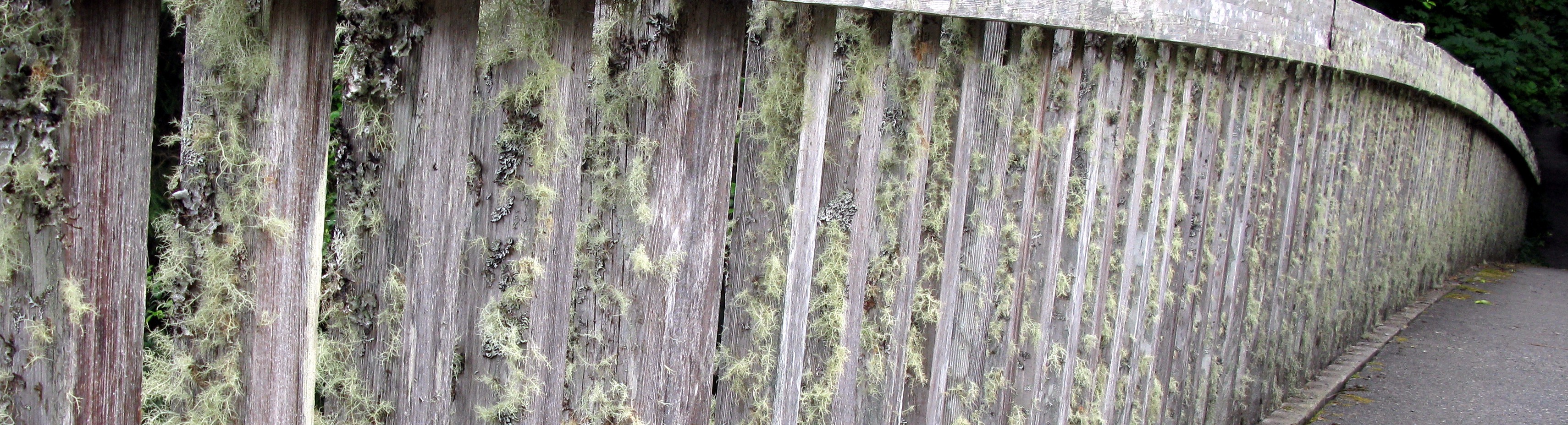 Cape Alava trail bridge