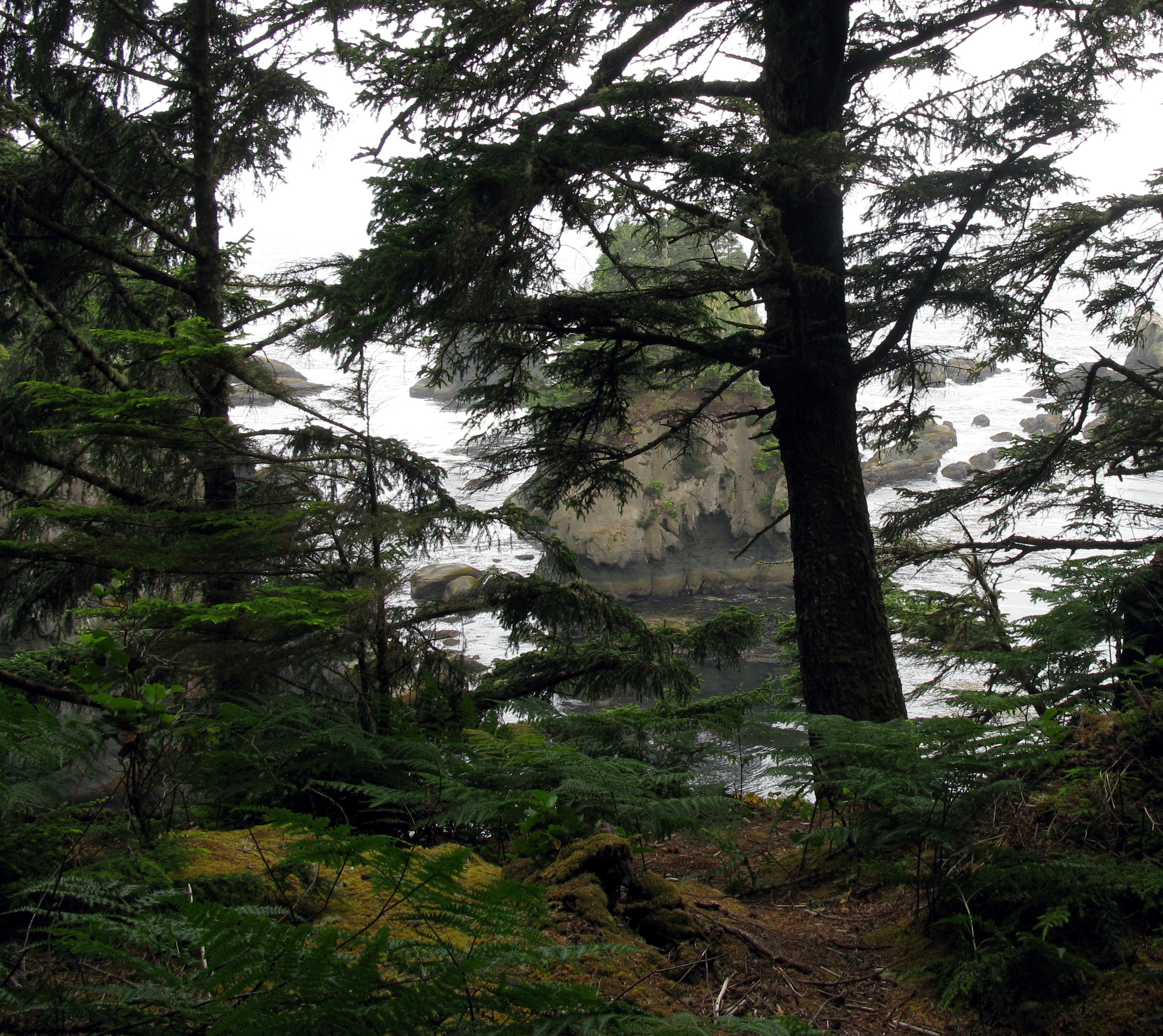 Cape Flattery through the trees