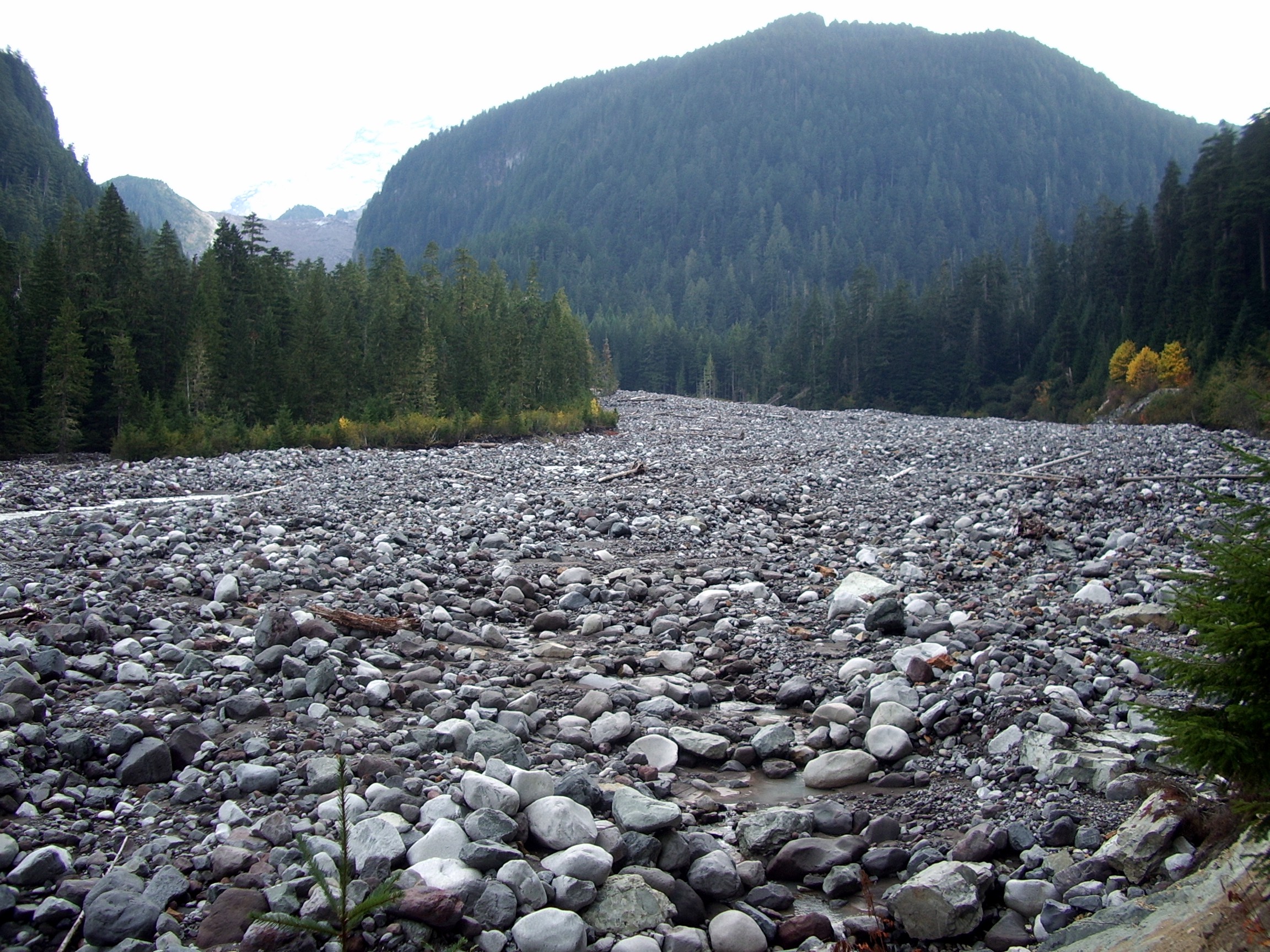 Carbon River Trail