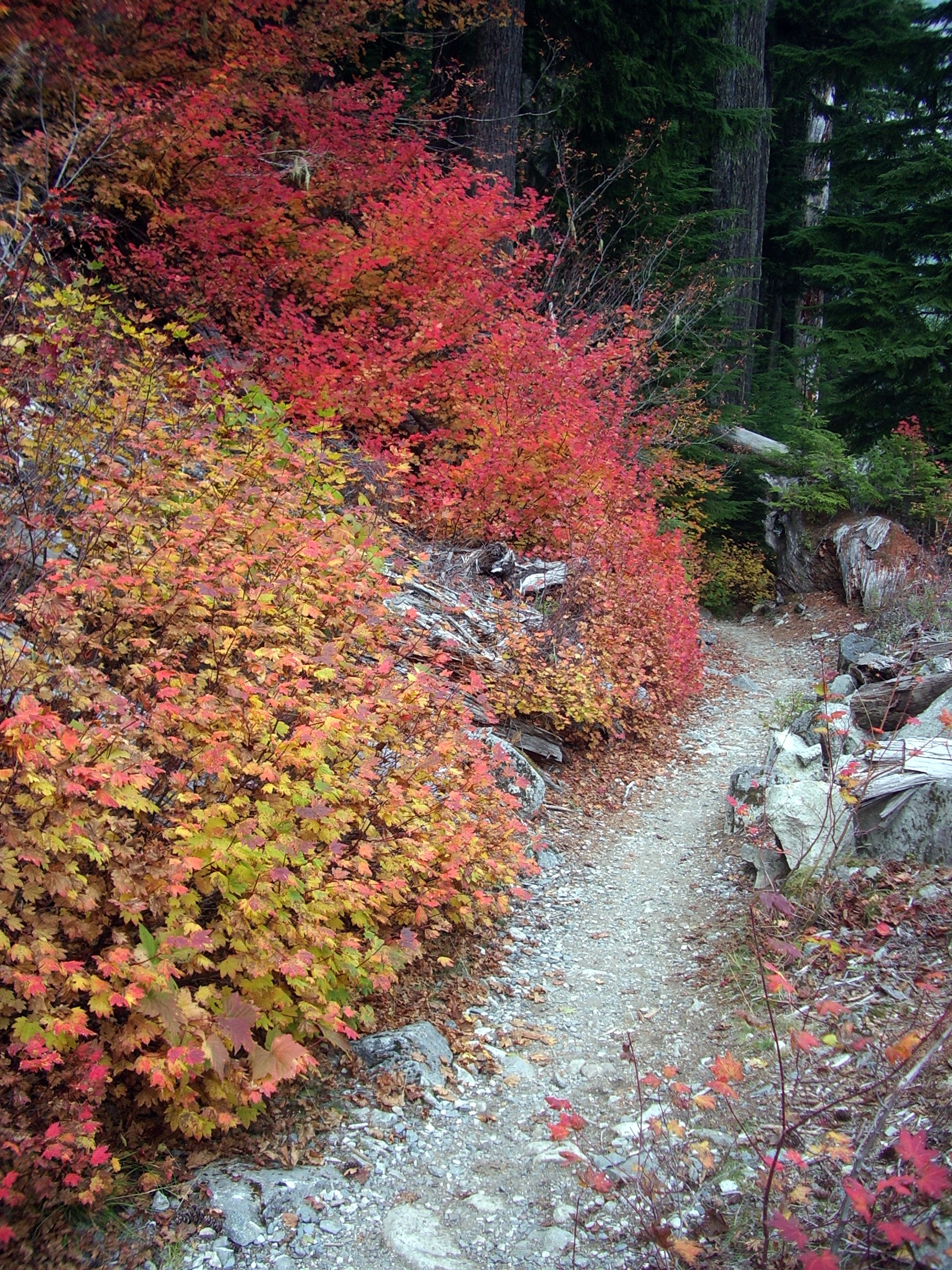 Carbon River Trail