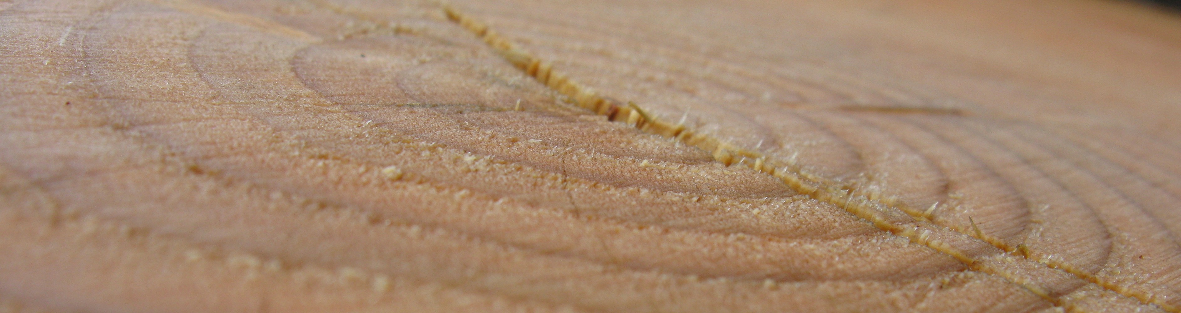 Cumberland tree ring log