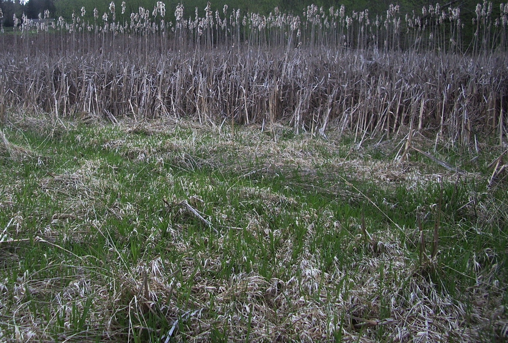 Issaquah Hobart swamp