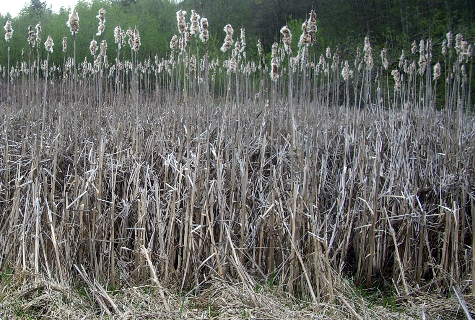 Issaquah Hobart swamp