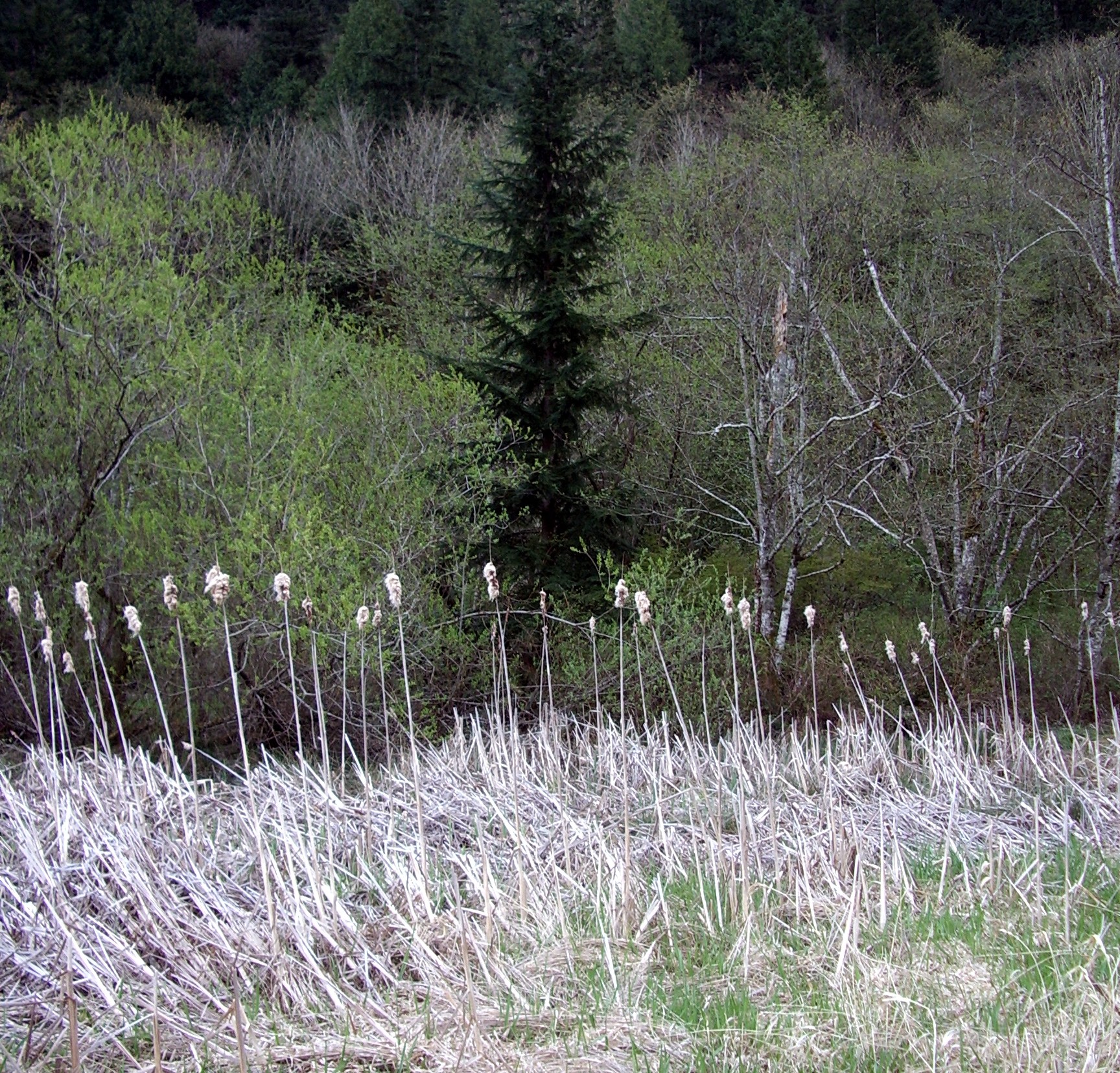 Issaquah Hobart swamp