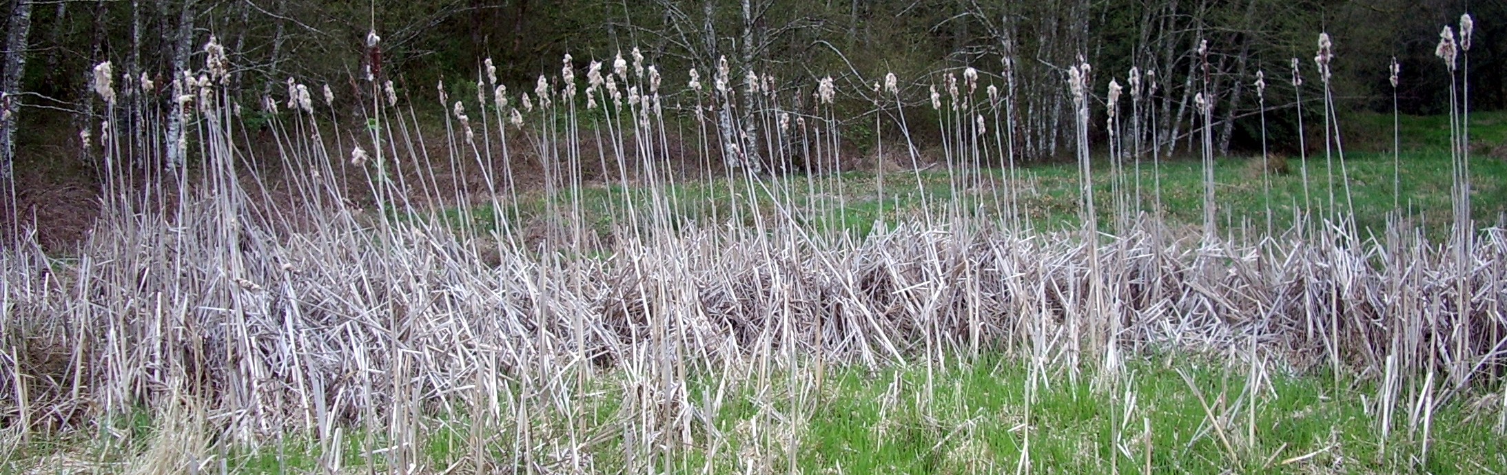 Issaquah Hobart swamp