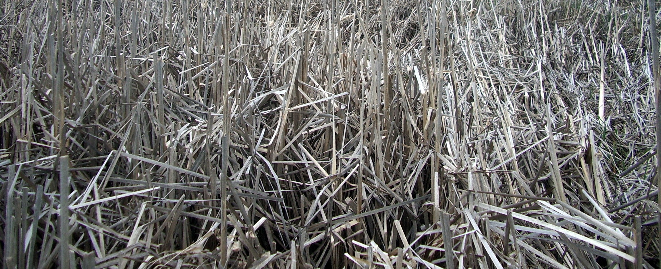 Issaquah Hobart swamp
