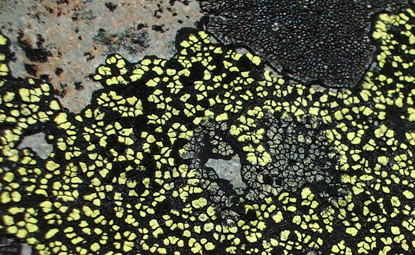 Lichen on Mt Fremont rock