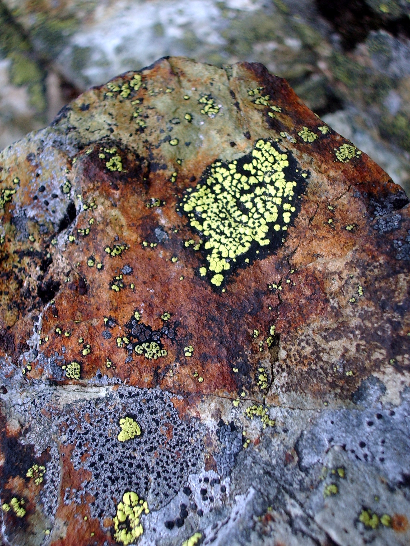 McClellan Butte lichen