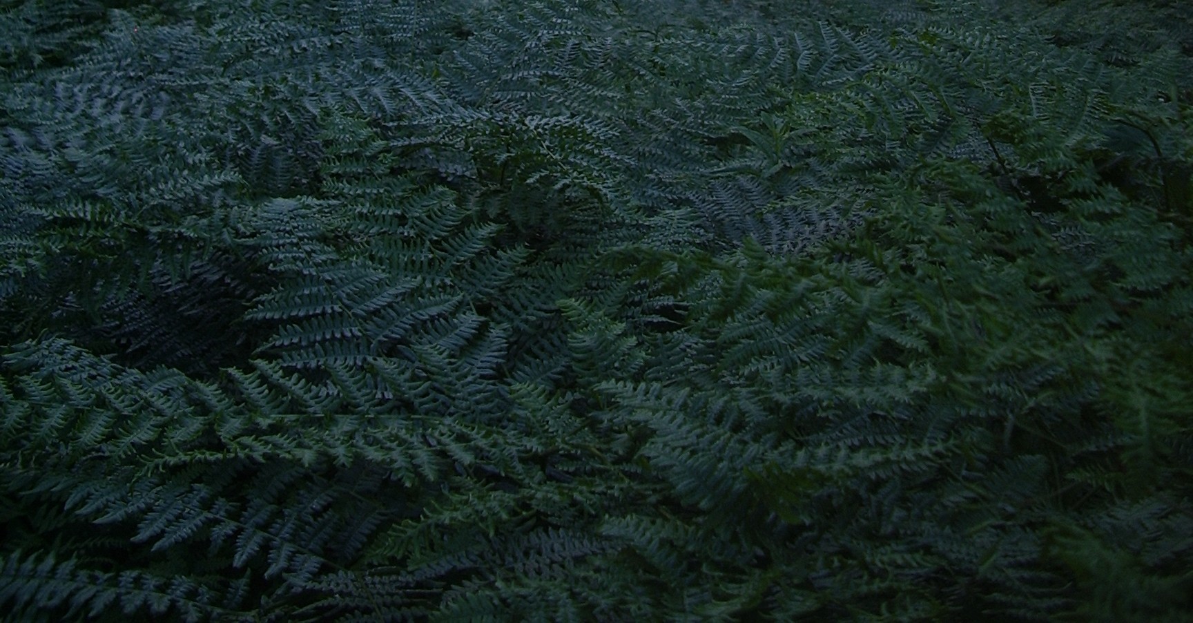 McClellan Butte trail ferns