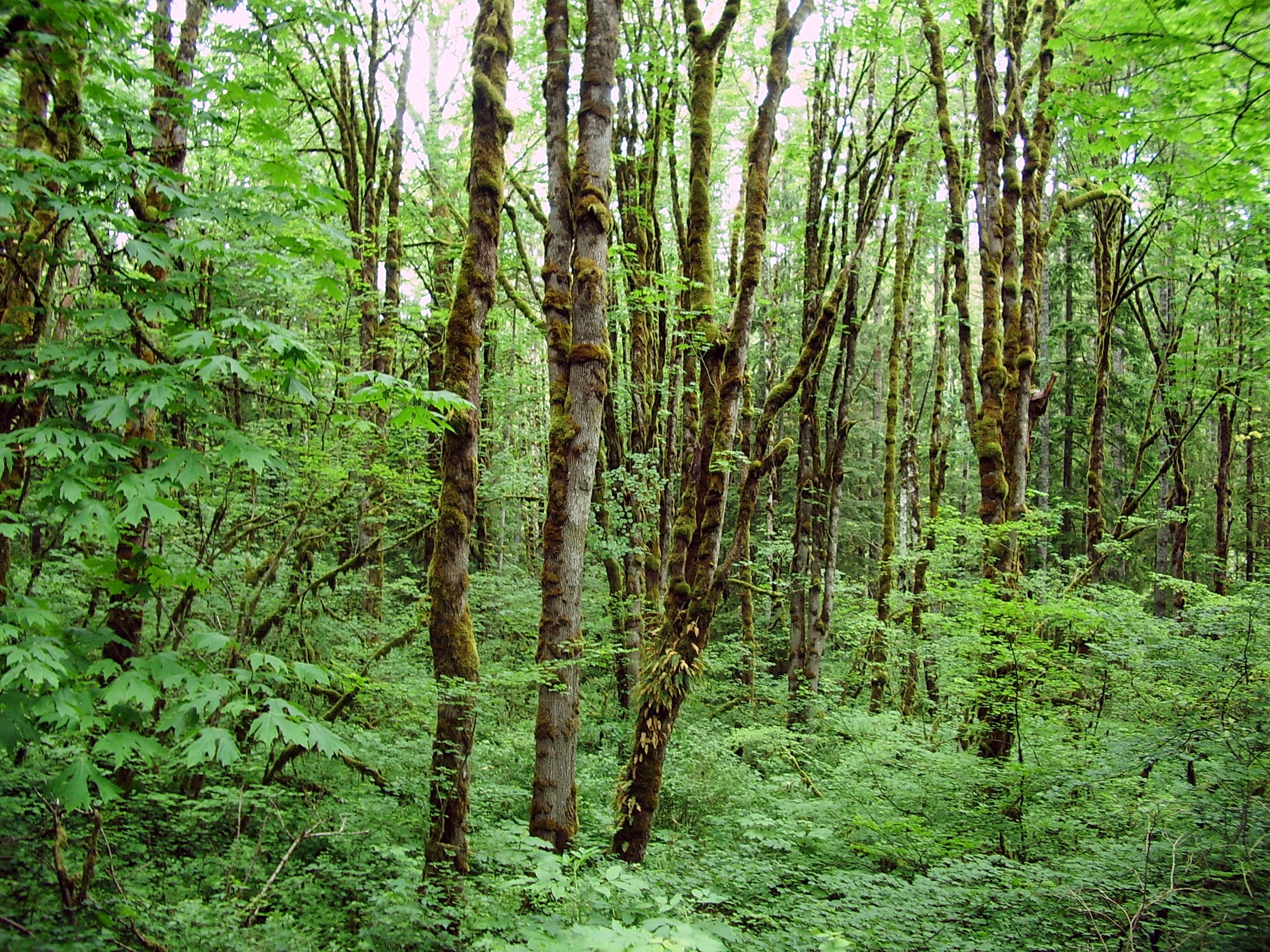Middle Fork Snoqualmie trees