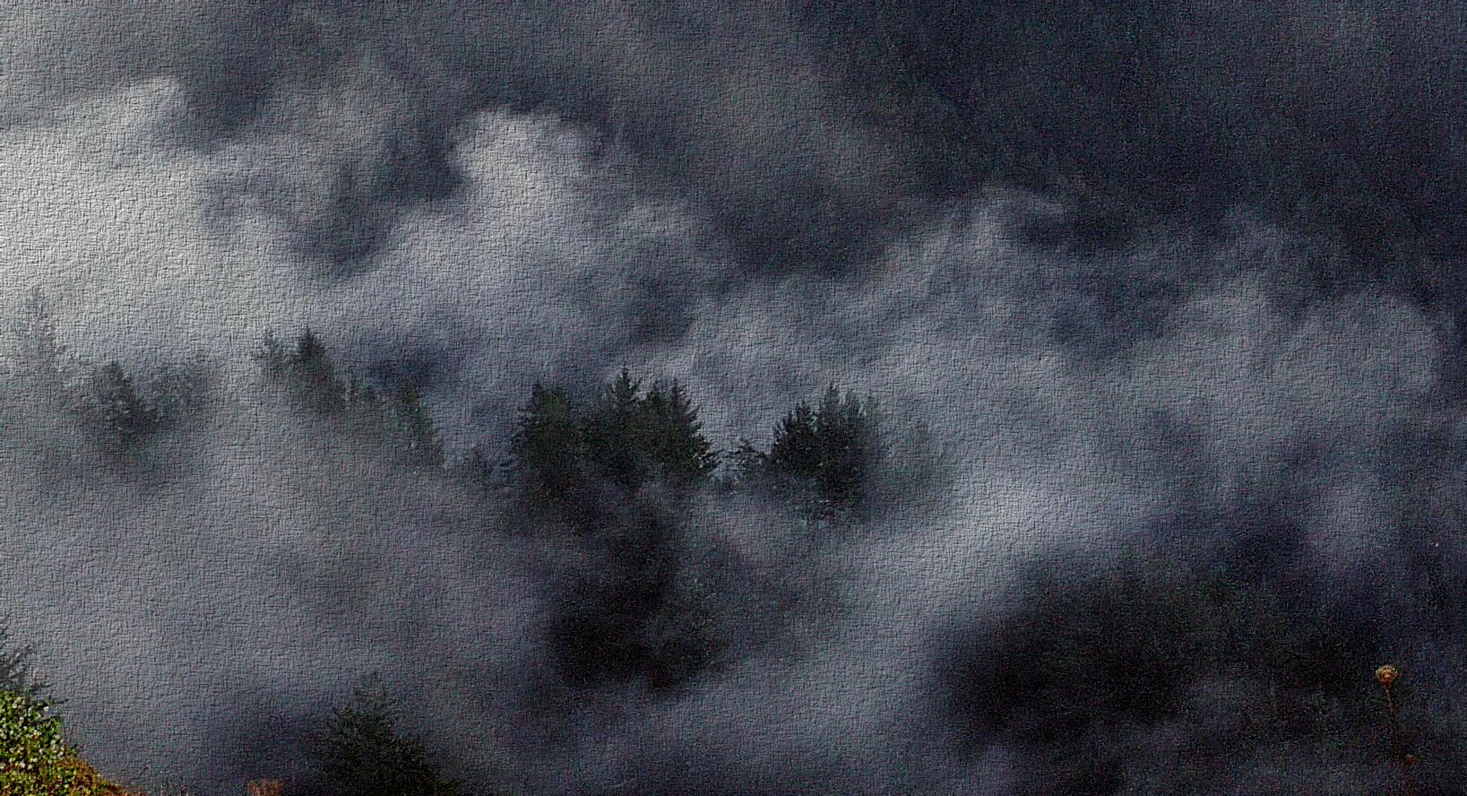 Oregon coastal fog in trees