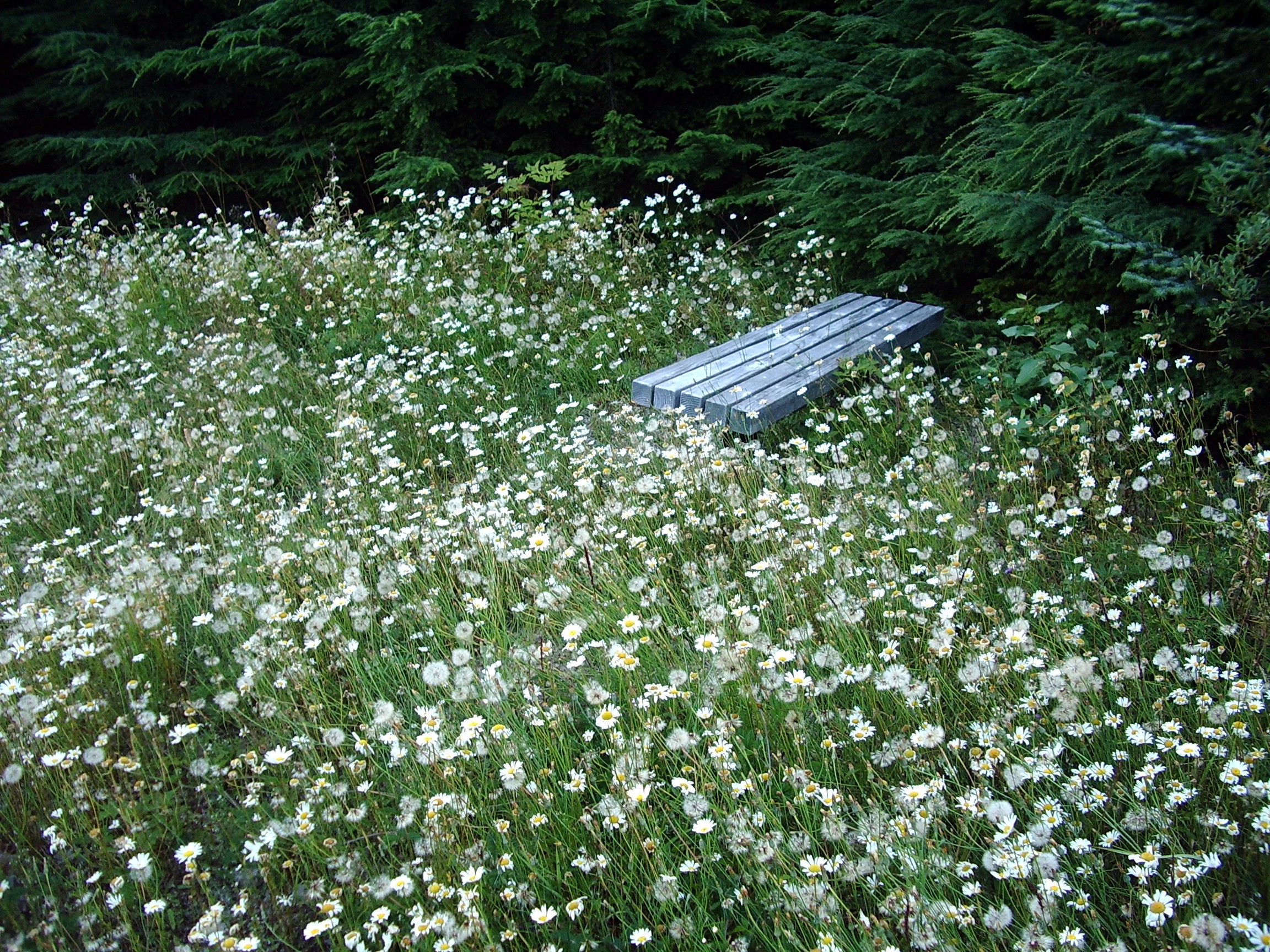 Rattlesnake Mountain east lookout bench