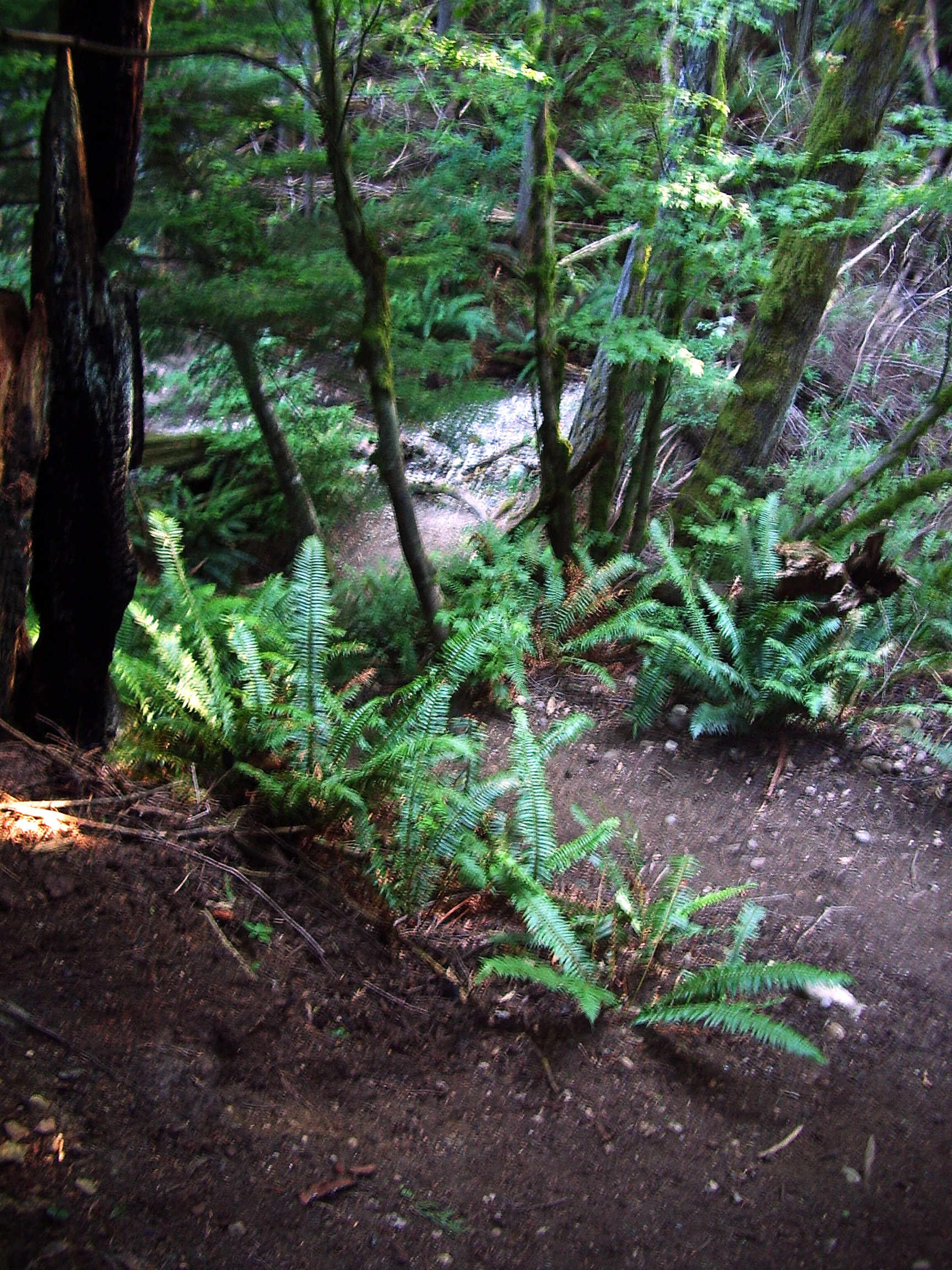Rattlesnake Mountain trail August