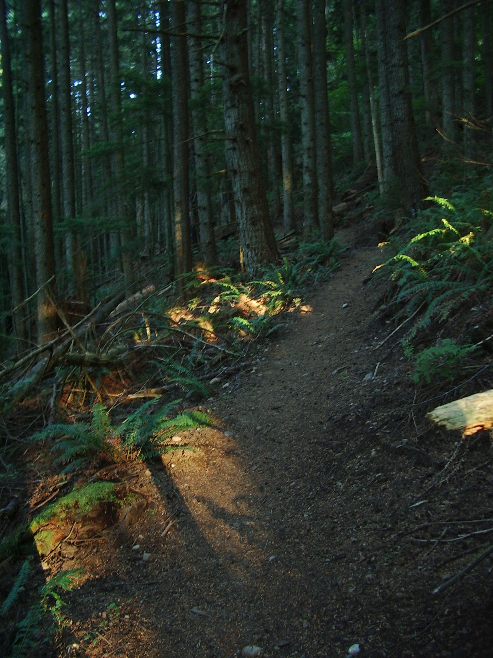 Rattlesnake Mountain trail August