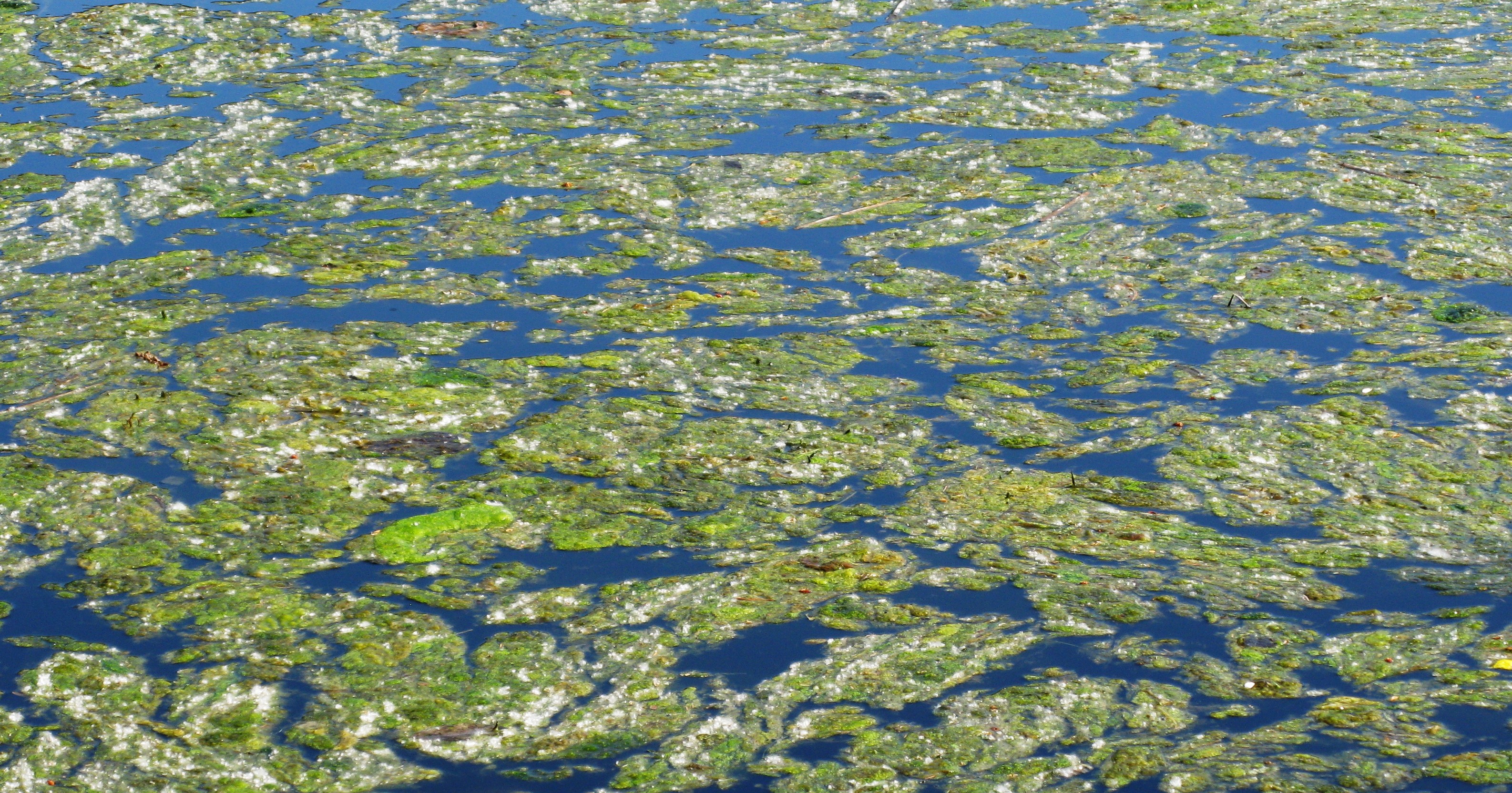 Ravensdale Lake pattern