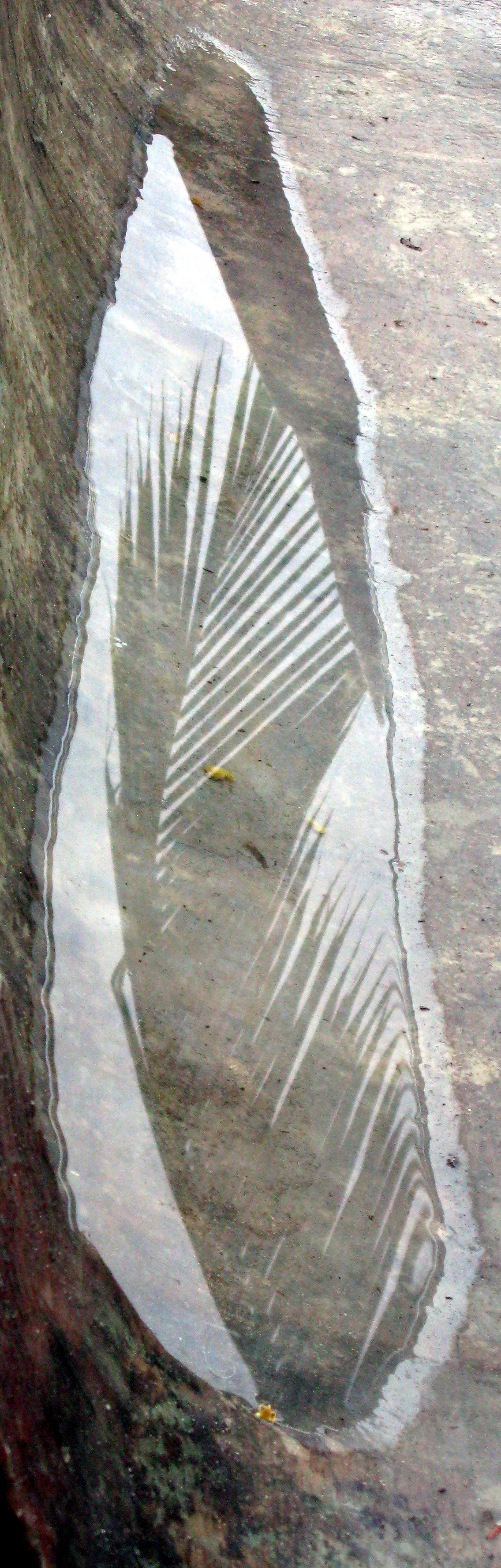 San Blas palm tree in puddle in boat