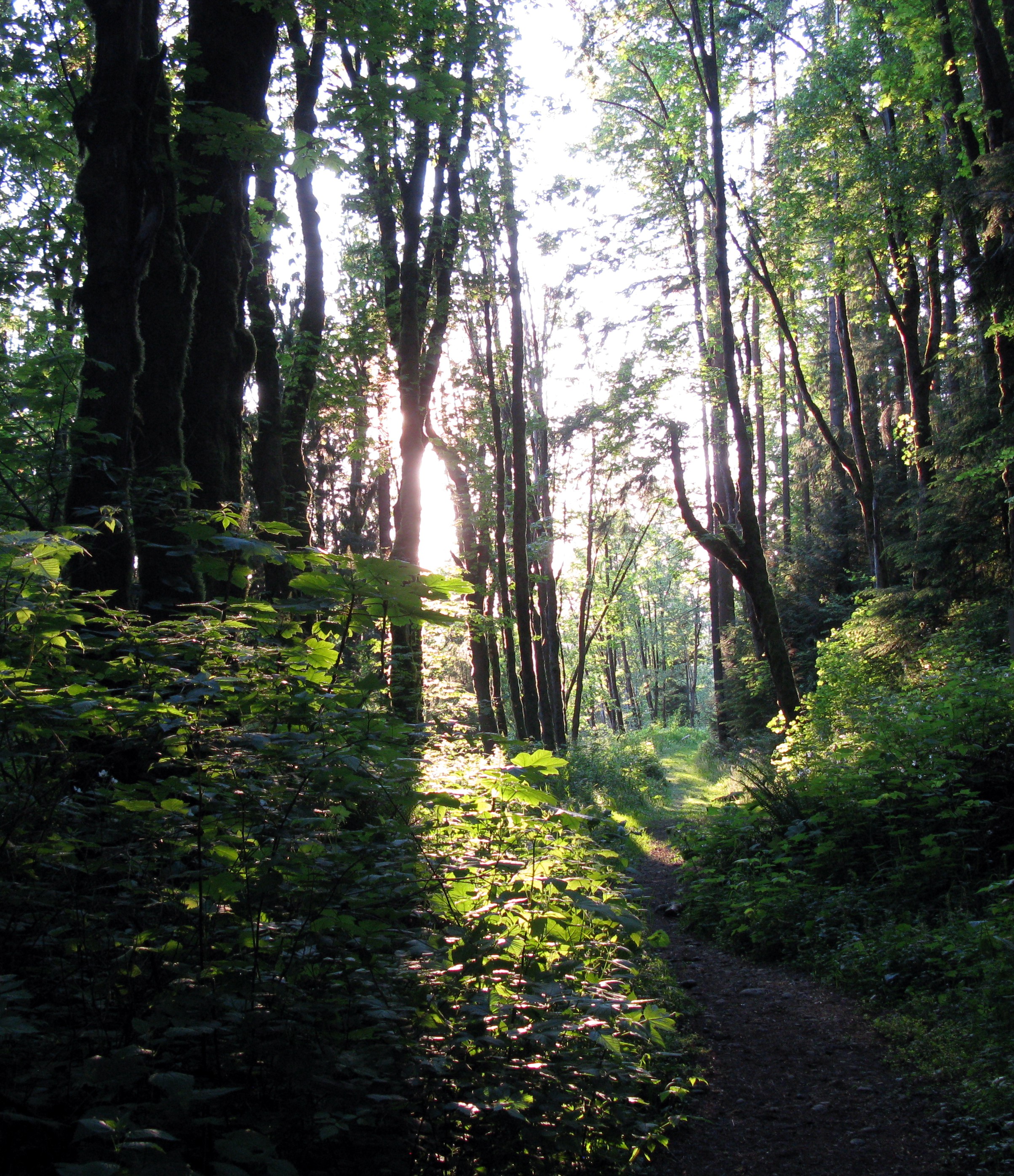 South Tiger Mountain trail