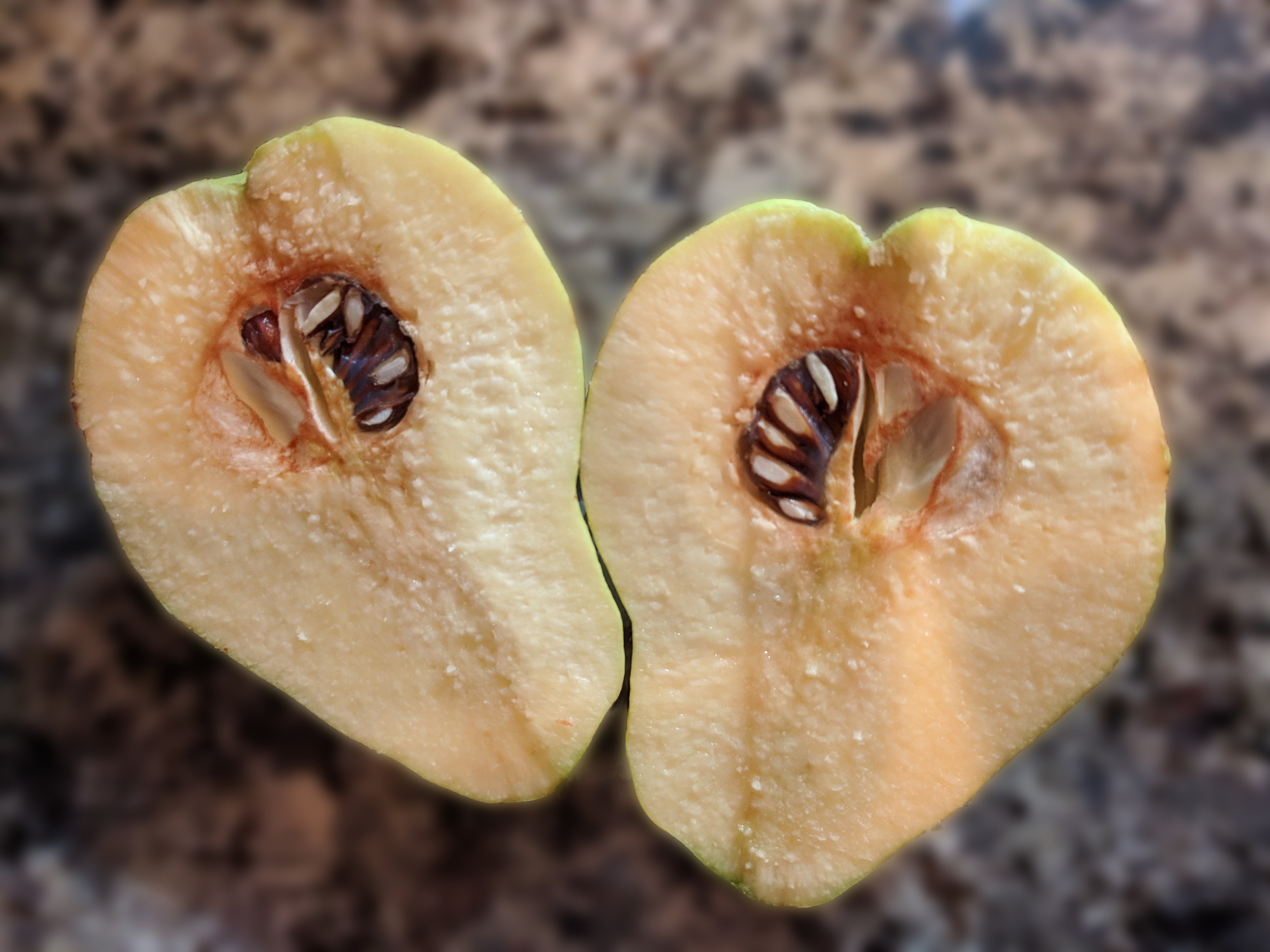 apparently a partridge