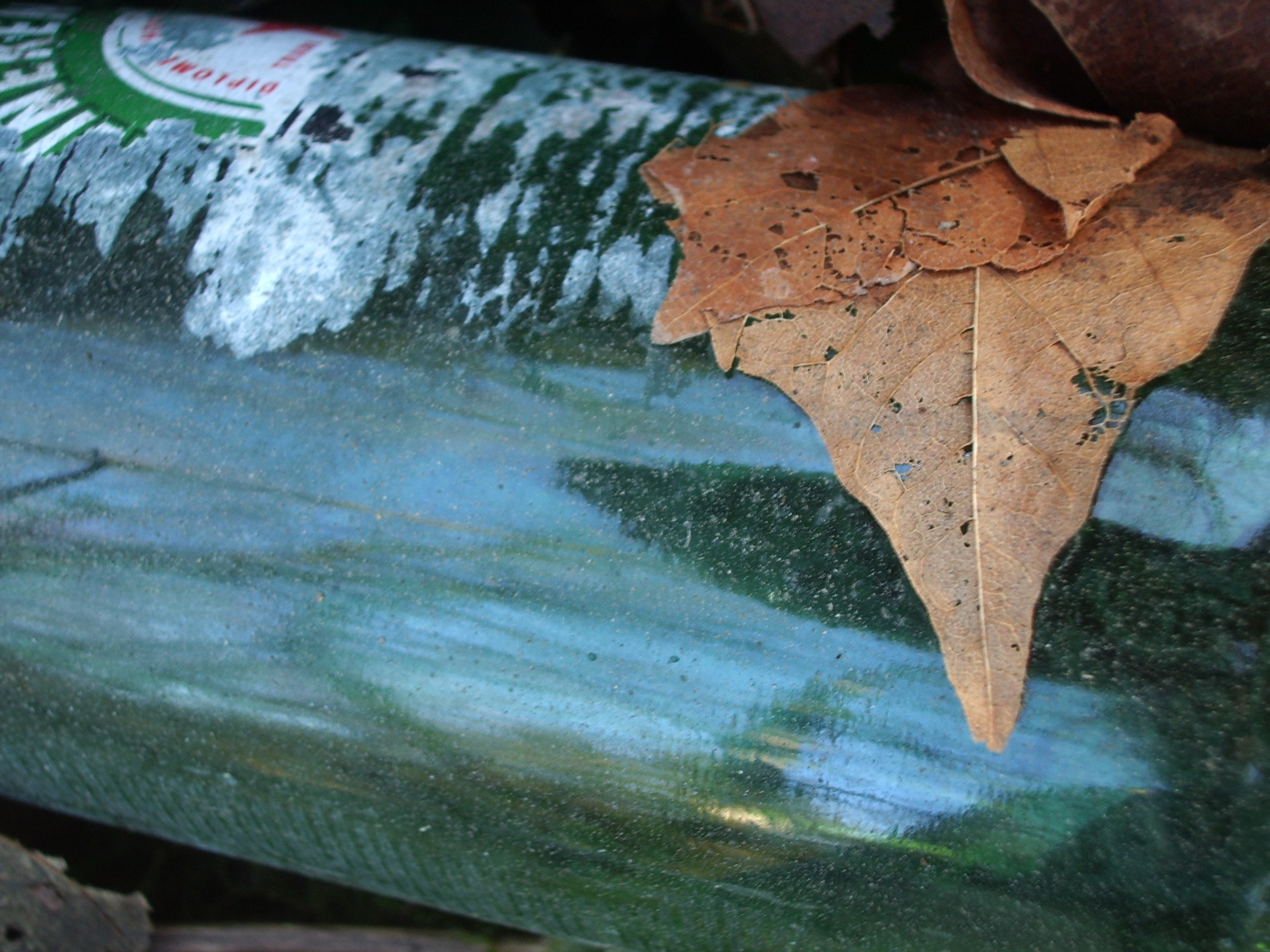 beer bottom in forest