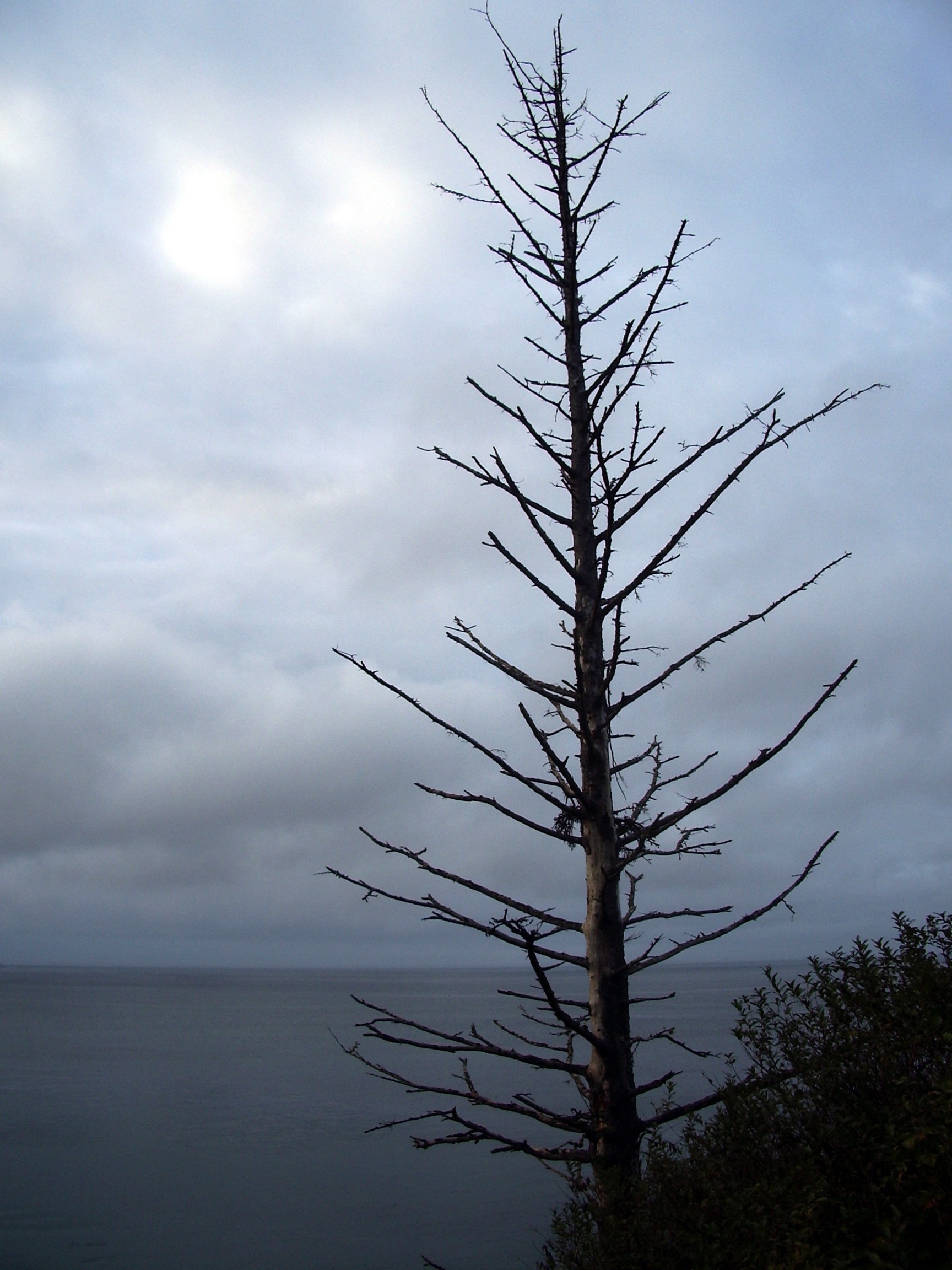 cape flattery tree