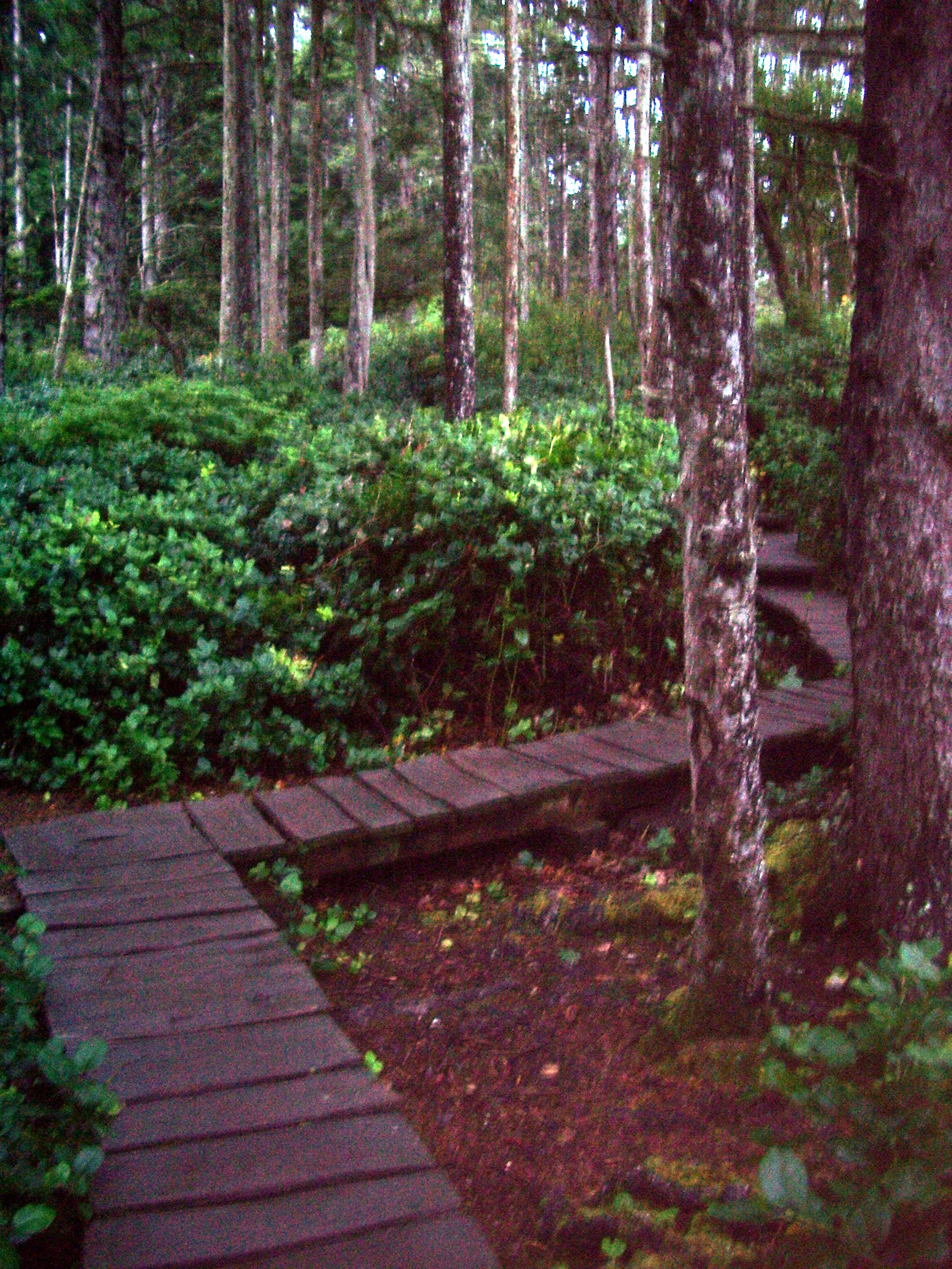 cape flattery walkway