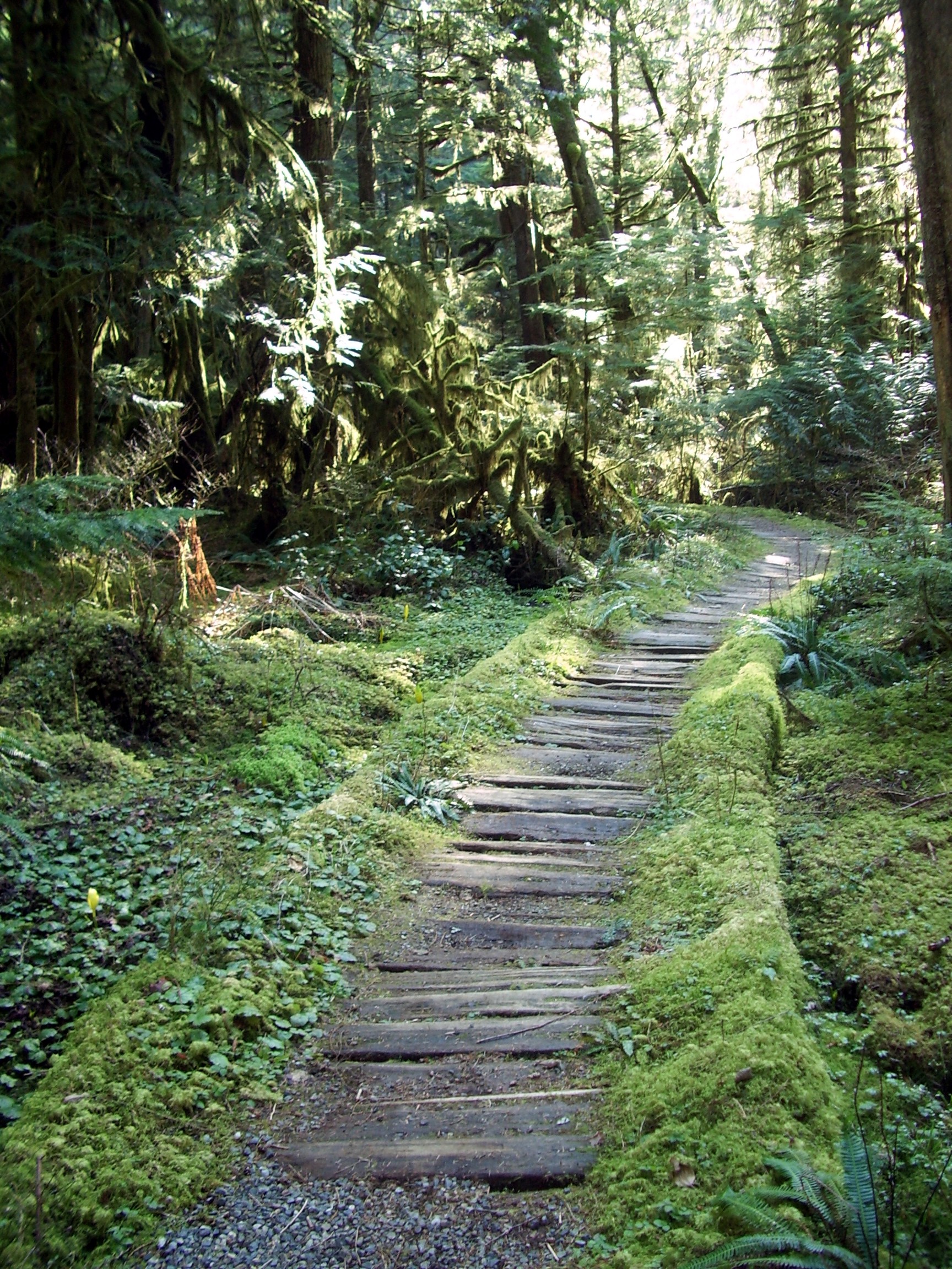 carbon river wooden path
